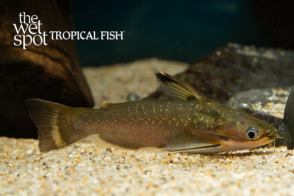 Auchenipterichthys coracoideus - Zamora Cunchi Cat