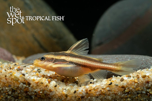 Platydoras armatulus - Striped Raphael Cat