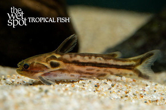 Tatia gyrina - Dwarf Driftwood Cat