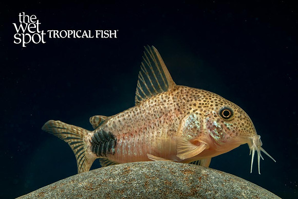 Corydoras caudimaculatus - Tail Spot Cory