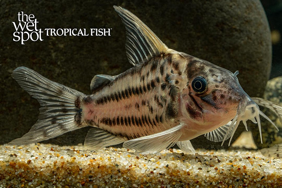 Corydoras pulcher - Pretty Cory
