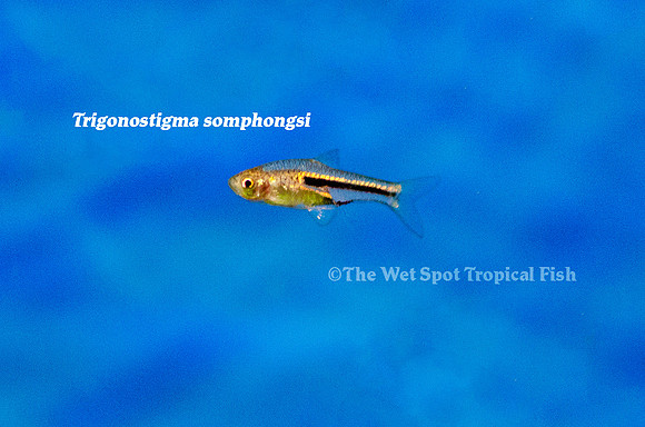 Trigonostigma somphongsi - Somphong's Rasbora