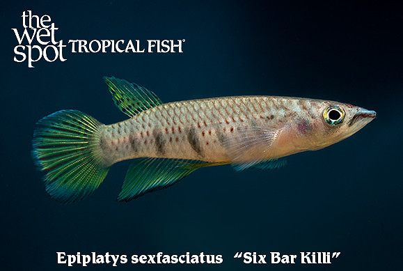 Six Bar Killi - Epiplatys sexfasciatus