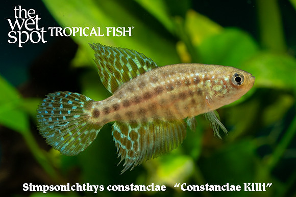 Simpsonichthys constanciae - Constanciae Killi
