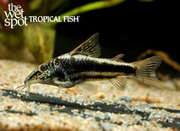 Scleromystax sp. CW038