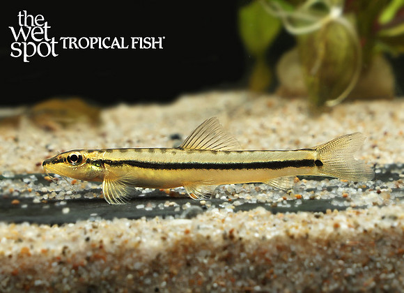 Nemacheilus argyrogaster torpedo loach