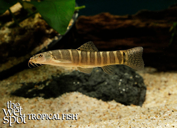 Schistura kohchangensis "Ornate Tiger Sand Loach"