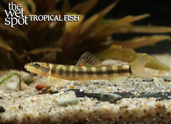 Schistura sp. Railroad Loach