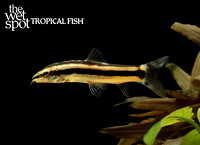 Ambastaia nigrolineata black line loach