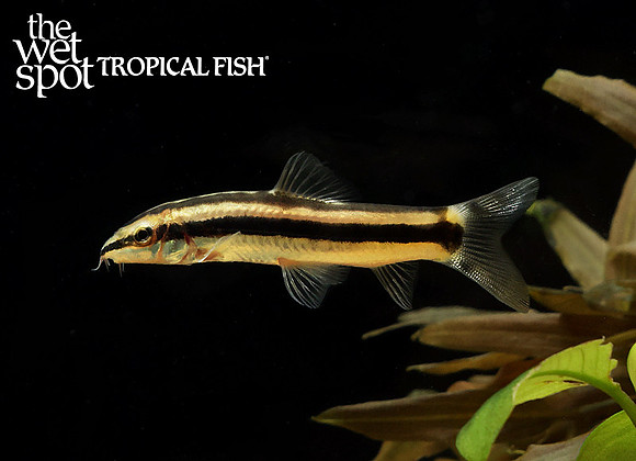 Ambastaia nigrolineata black line loach