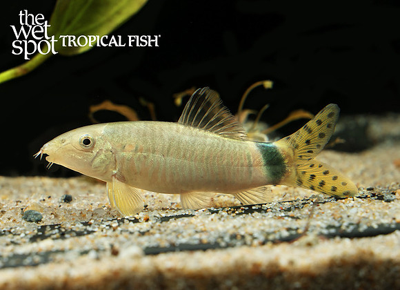 Yasuhikotakia splendida splendid loach