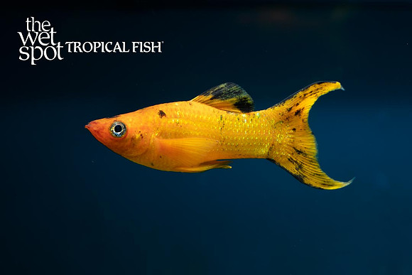 Poecilia sphenops - Calico Lyretail Molly