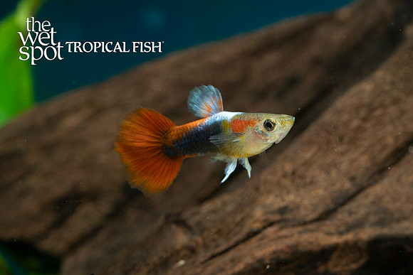"Red Tail Black Guppy" ♂ - Poecilia reticulata