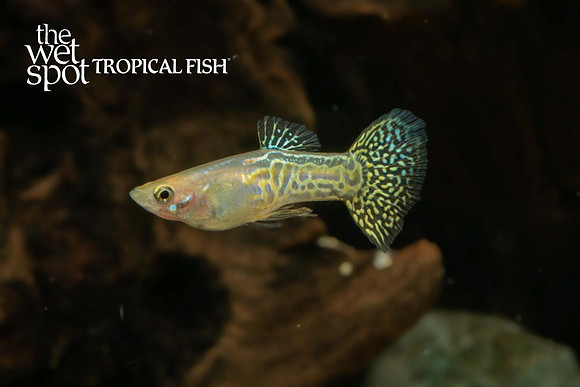"Gold Snakeskin Guppy" ♂ - Poecilia reticulata