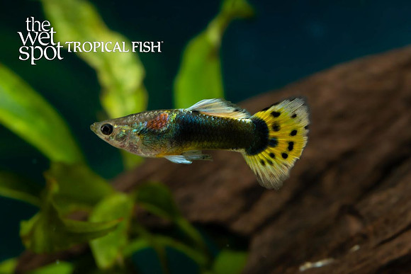 "Leopard Tail Guppy" ♂ - Poecilia reticulata