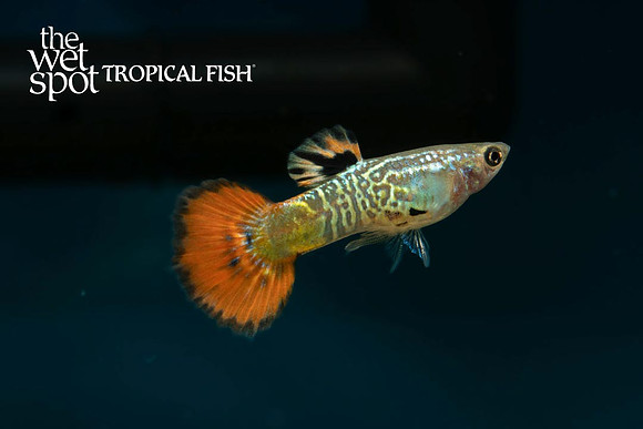 "Red Snakeskin Guppy" ♂ - Poecilia reticulata