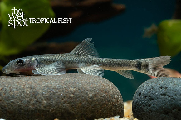 Garra congoensis - Congo Garra