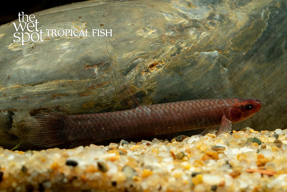 Mudfish - Phractolaemus ansorgii