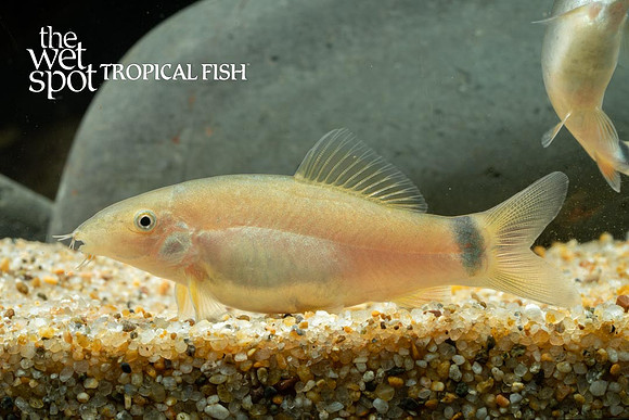 Sun Loach