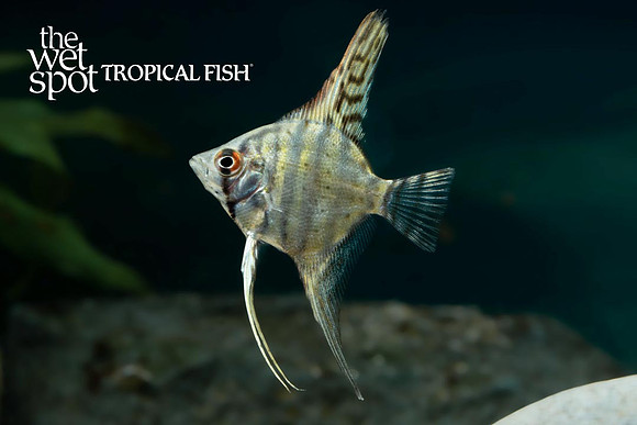 Pterophyllum scalare - White Zebra Angel
