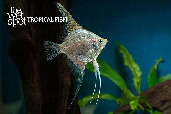 Pterophyllum scalare - Gold Angel