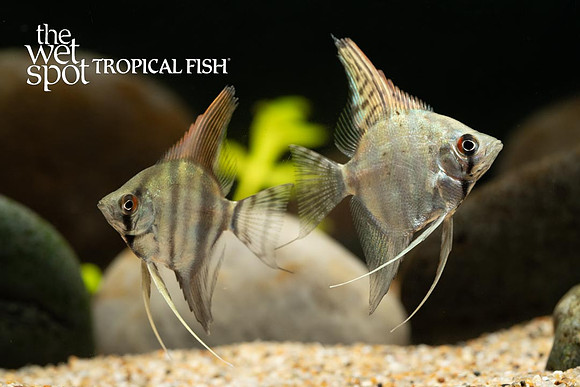 Pterophyllum scalare - Silver Angel