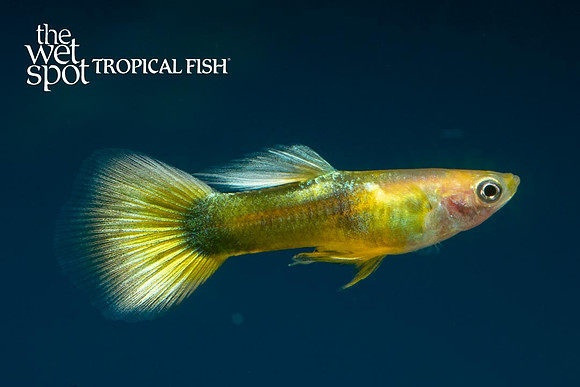 "Yellow Tail Guppy" ♂ - Poecilia reticulata