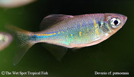Devario cf putaoensis - Mini Putao Danio