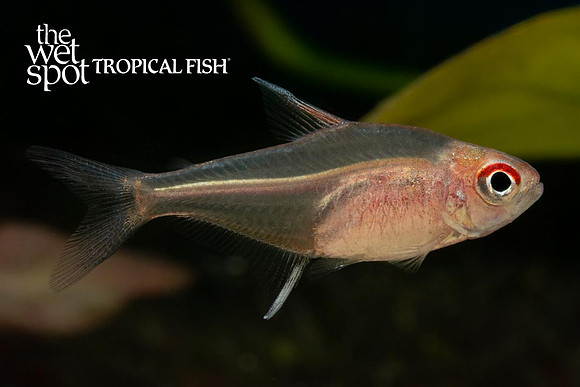 Hyphessobrycon pinnistriatus - Pinnistriatus Tetra