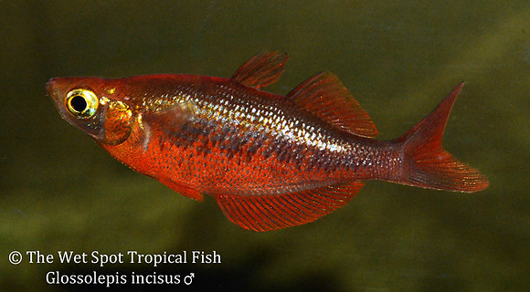 Irian Red Rainbowfish - Glossolepis incisus male