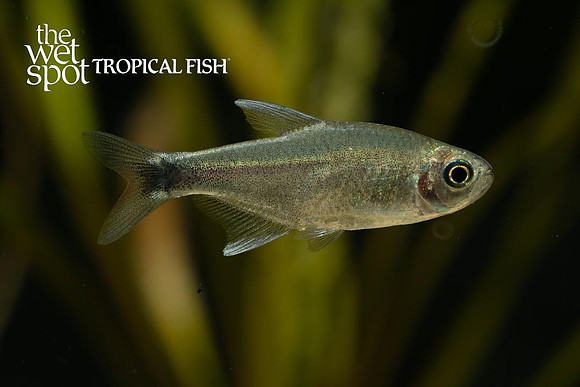 Hyphessobrycon negodauga