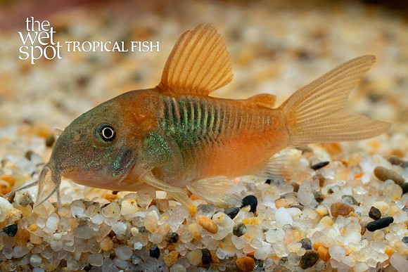 Corydoras venezuelanus