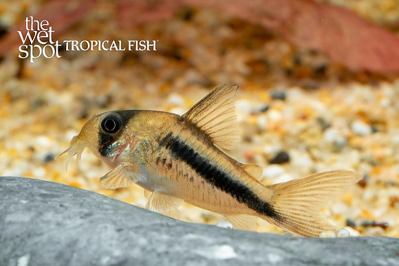 Corydoras axelrodi