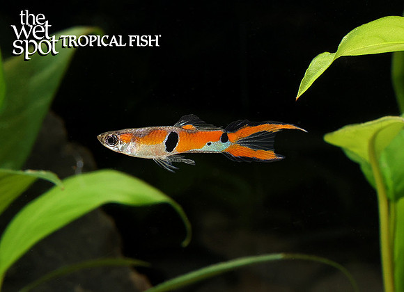 Poecilia cf. wingei "Staeck Endlers"