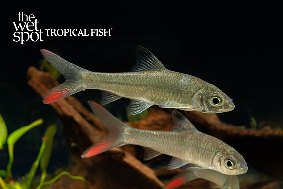 Discherodontus ashmeadi - Redtail Barb