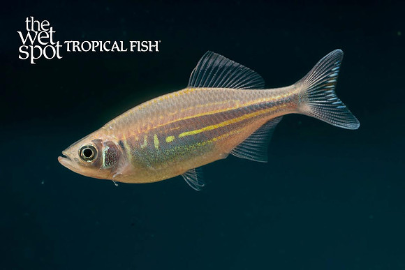 Devario aequipinnatus "Giant Danio"