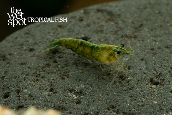 Neocaridina davidi - Green Jade Shrimp