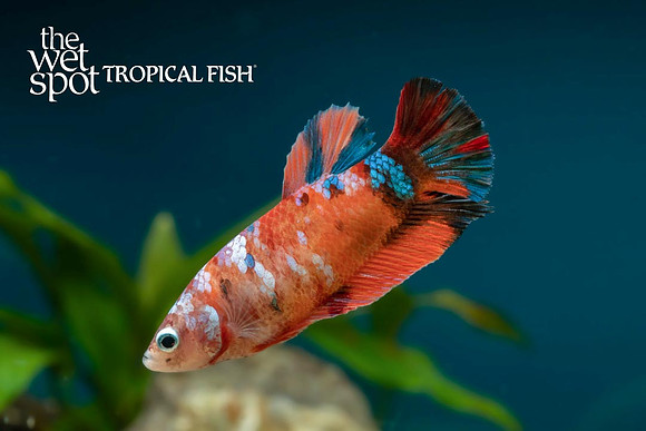 Betta splendens - Female Candy Betta