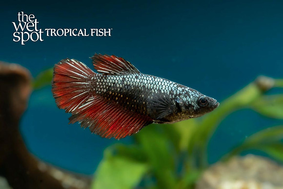 Betta splendens - Female Halfmoon Betta