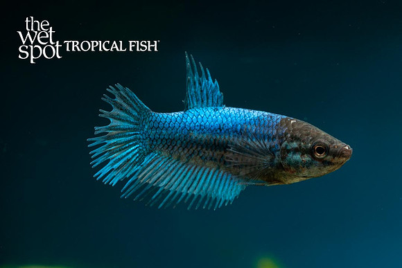 Betta splendens - Female Crowntail Betta