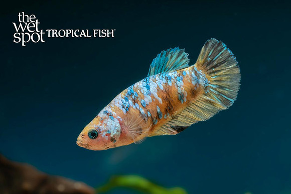 Betta splendens - Female Koi Betta