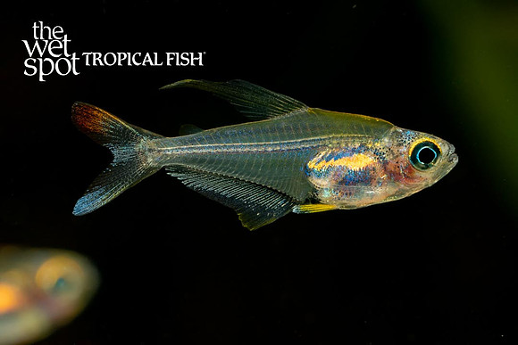 Trochilocharax ornatus - Ornate Glass Tetra