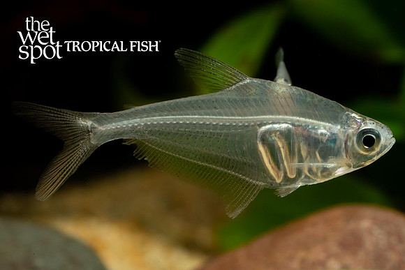 Protocheirodon pi - Crystal Tetra