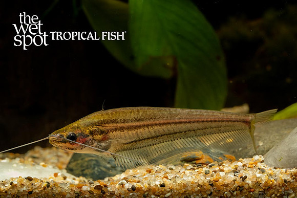Kryptopterus macrocephalus - Striped Glass Cat