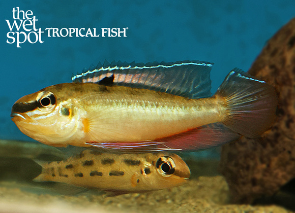 ♂♀ Dicrossus warzeli WILD SM