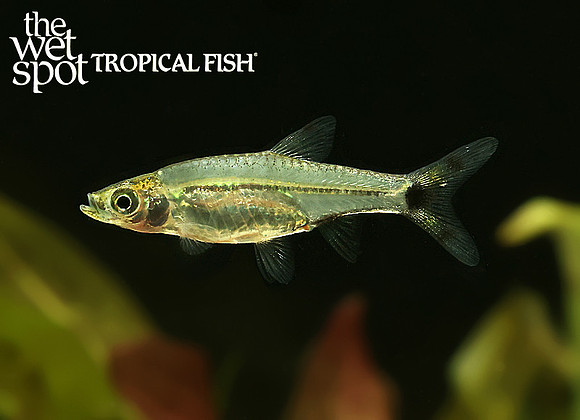 Rasbosoma spilocerca "Dwarf Scissortail Rasbora"
