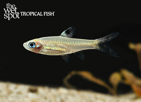 Brevibora dorsiocellata "Emerald Eye Rasbora"