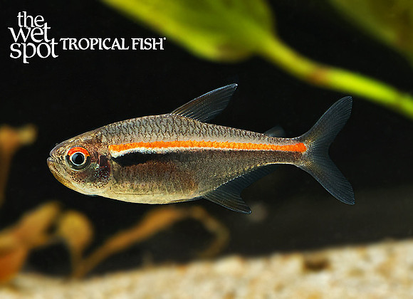 Hyphessobrycon amapaensis "Red Line Tetra"