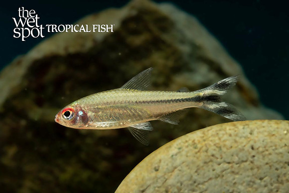 Petitella georgiae - Peruvian Rummynose Tetra