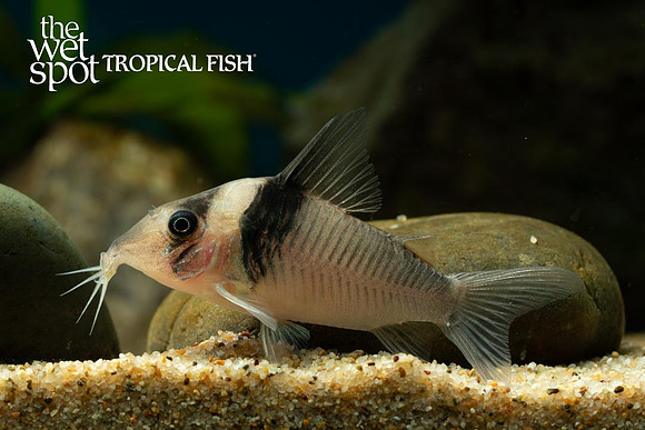 Corydoras virginiae   "Miguelito Cory"